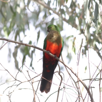 Alisterus scapularis (Australian King-Parrot) at Walla Walla, NSW - 21 Jun 2024 by Trevor