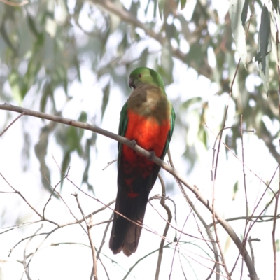 Alisterus scapularis (Australian King-Parrot) at Walla Walla, NSW - 21 Jun 2024 by MichaelWenke