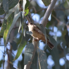 Melithreptus brevirostris (Brown-headed Honeyeater) at Walla Walla, NSW - 21 Jun 2024 by Trevor