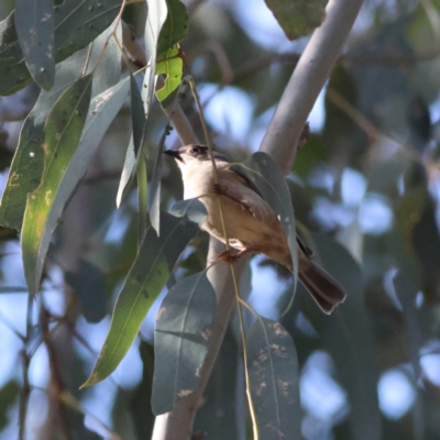 Melithreptus brevirostris (Brown-headed Honeyeater) at Walla Walla, NSW - 21 Jun 2024 by MichaelWenke