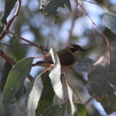 Melithreptus brevirostris at Walla Walla, NSW - 21 Jun 2024 02:45 PM