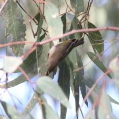 Ptilotula fusca (Fuscous Honeyeater) at Walla Walla, NSW - 21 Jun 2024 by Trevor