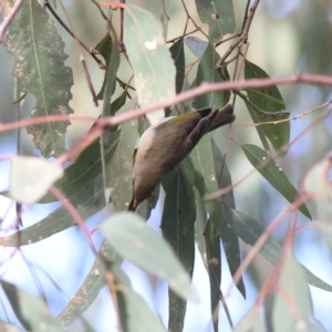 Ptilotula fusca at Walla Walla, NSW - 21 Jun 2024