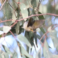 Ptilotula fusca at Walla Walla, NSW - 21 Jun 2024