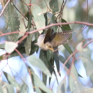 Ptilotula fusca at Walla Walla, NSW - 21 Jun 2024