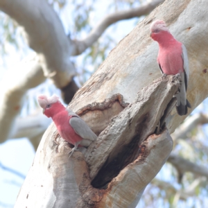 Eolophus roseicapilla at Walla Walla, NSW - 21 Jun 2024