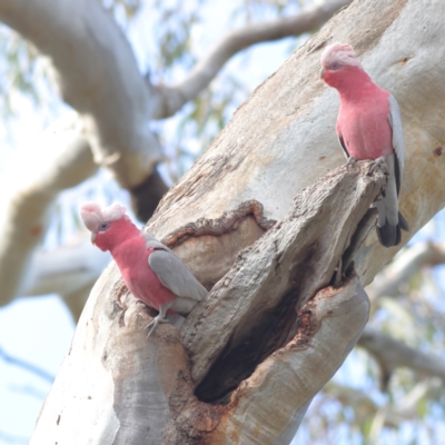 Eolophus roseicapilla (Galah) at Walla Walla, NSW - 21 Jun 2024 by MichaelWenke