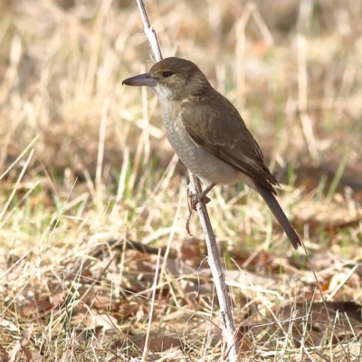 Cracticus torquatus (Grey Butcherbird) at Walla Walla, NSW - 21 Jun 2024 by MichaelWenke