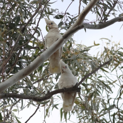 Cacatua sanguinea (Little Corella) at Walla Walla, NSW - 21 Jun 2024 by MichaelWenke