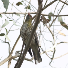 Oriolus sagittatus (Olive-backed Oriole) at Walla Walla, NSW - 21 Jun 2024 by Trevor