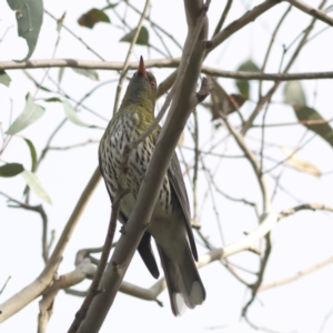 Oriolus sagittatus at Walla Walla, NSW - 21 Jun 2024