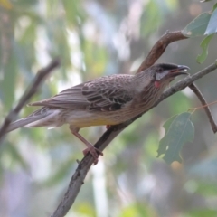 Anthochaera carunculata (Red Wattlebird) at Walla Walla, NSW - 21 Jun 2024 by Trevor