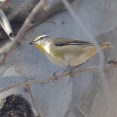 Pardalotus striatus (Striated Pardalote) at Walla Walla, NSW - 21 Jun 2024 by MichaelWenke