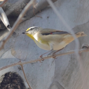 Pardalotus striatus at Walla Walla, NSW - 21 Jun 2024 01:57 PM