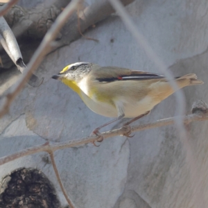 Pardalotus striatus at Walla Walla, NSW - 21 Jun 2024