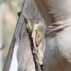 Climacteris picumnus victoriae (Brown Treecreeper) at Walla Walla, NSW - 21 Jun 2024 by Trevor