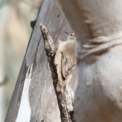 Climacteris picumnus victoriae (Brown Treecreeper) at Walla Walla, NSW - 21 Jun 2024 by MichaelWenke