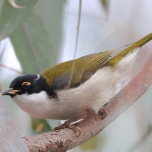 Melithreptus lunatus at Walla Walla, NSW - 21 Jun 2024