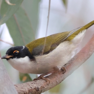 Melithreptus lunatus (White-naped Honeyeater) at Walla Walla, NSW - 21 Jun 2024 by Trevor