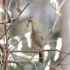 Ptilotula penicillata (White-plumed Honeyeater) at Walla Walla, NSW - 21 Jun 2024 by MichaelWenke