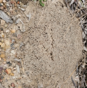 Solenopsis invicta at Karalee, QLD - 20 Jun 2024