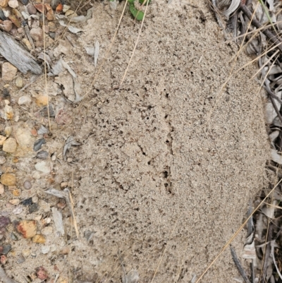 Solenopsis invicta (Fire Ant, Red Imported Fire Ant) at Karalee, QLD - 20 Jun 2024 by Jiggy