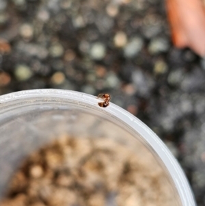 Solenopsis invicta at Karalee, QLD - 20 Jun 2024