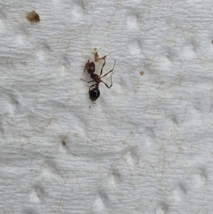 Solenopsis invicta at Karalee, QLD - 20 Jun 2024 12:47 PM