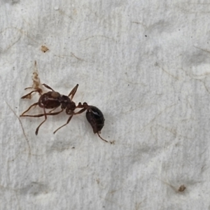 Solenopsis invicta at Karalee, QLD - 20 Jun 2024