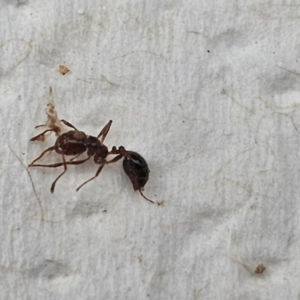 Solenopsis invicta at Karalee, QLD - 20 Jun 2024 12:47 PM