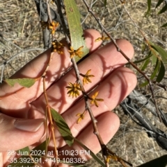 Eucalyptus stellulata at Fadden, ACT - 23 Jun 2024