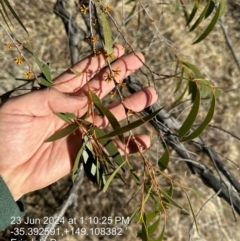 Eucalyptus stellulata at Fadden, ACT - 23 Jun 2024