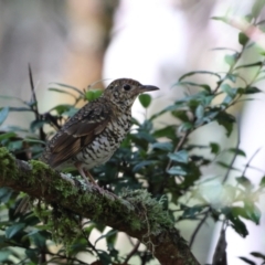 Zoothera heinei (Russet-tailed Thrush) at Gloucester Tops, NSW - 29 Mar 2024 by Liam.m