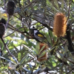 Phylidonyris niger (White-cheeked Honeyeater) at Barrington Tops National Park - 29 Mar 2024 by Liam.m