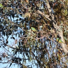 Neophema pulchella (Turquoise Parrot) at Koorawatha, NSW - 19 Apr 2024 by Liam.m
