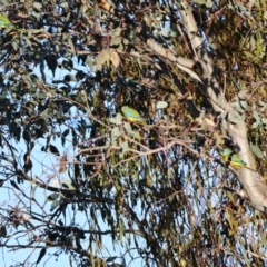 Neophema pulchella (Turquoise Parrot) at Koorawatha, NSW - 20 Apr 2024 by Liam.m