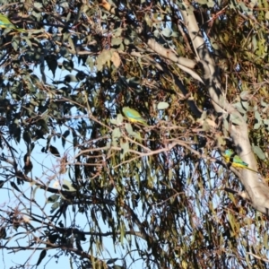 Neophema pulchella at Koorawatha, NSW - suppressed