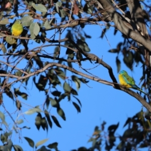 Neophema pulchella at Koorawatha, NSW - suppressed