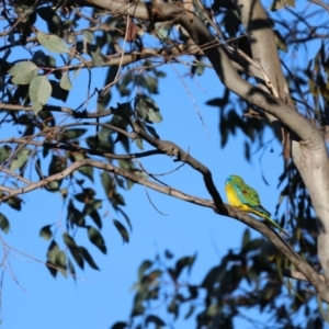 Neophema pulchella at Koorawatha, NSW - suppressed