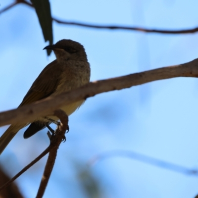 Lichmera indistincta (Brown Honeyeater) at Cowra, NSW - 19 Apr 2024 by Liam.m