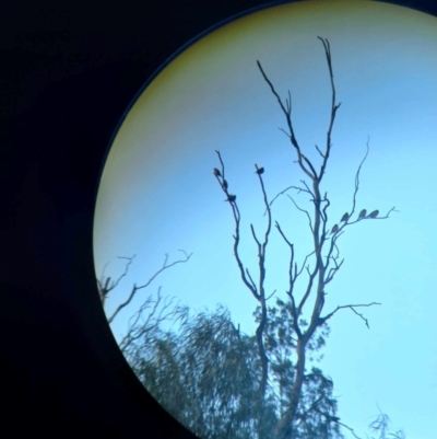 Emblema modesta (Plum-headed Finch) at Cobar, NSW - 20 Apr 2024 by Liam.m