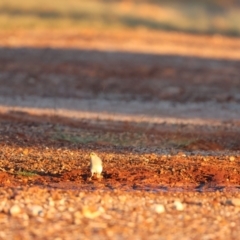 Manorina flavigula (Yellow-throated Miner) at Wilcannia, NSW - 21 Apr 2024 by Liam.m