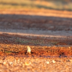 Manorina flavigula (Yellow-throated Miner) at Wilcannia, NSW - 20 Apr 2024 by Liam.m