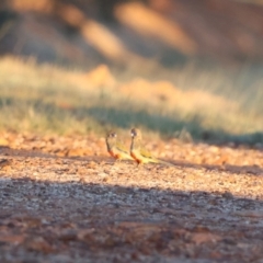 Northiella haematogaster (Greater Bluebonnet) at Wilcannia, NSW - 20 Apr 2024 by Liam.m