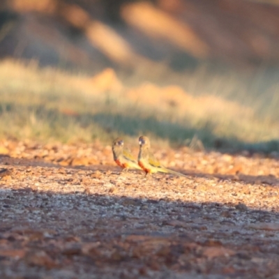 Northiella haematogaster (Greater Bluebonnet) at Wilcannia, NSW - 20 Apr 2024 by Liam.m