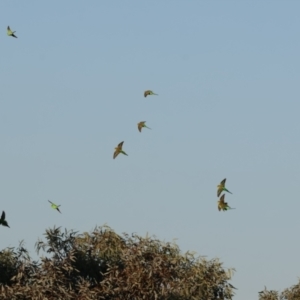 Melopsittacus undulatus at Wilcannia, NSW - 21 Apr 2024 07:51 AM