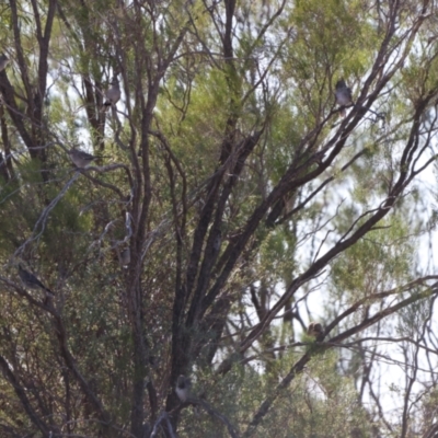 Psophodes cristatus (Chirruping Wedgebill) at Wilcannia, NSW - 21 Apr 2024 by Liam.m