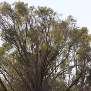 Psophodes cristatus at Wilcannia, NSW - 21 Apr 2024 09:19 AM