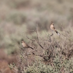 Psophodes cristatus (Chirruping Wedgebill) by Liam.m