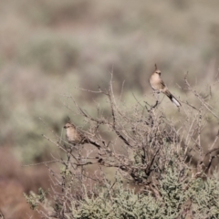 Psophodes cristatus (Chirruping Wedgebill) at Living Desert State Park by Liam.m